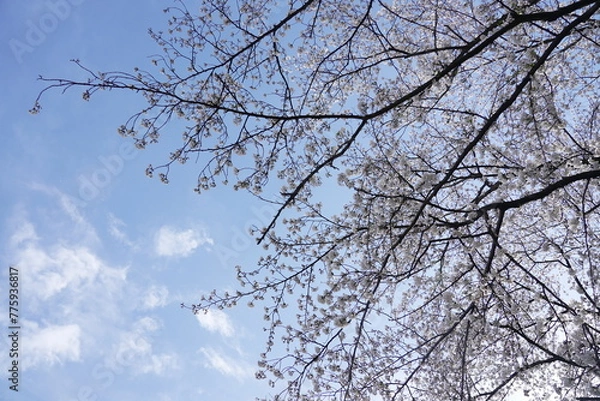 Obraz 横井山緑地 桜 名古屋
