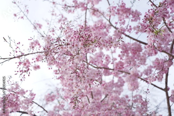 Obraz 横井山緑地 桜 名古屋