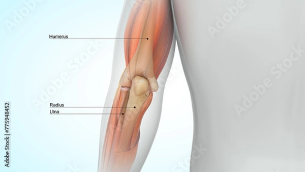 Obraz Human Elbow joint bones 3d illustration