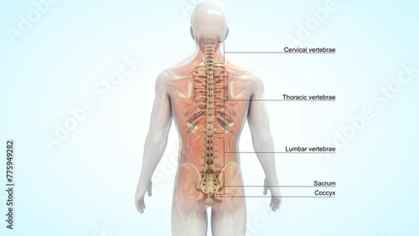 Obraz Human Vertebral column bones 3d illustration