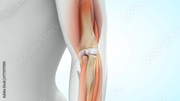 Obraz Human Elbow joint bones 3d illustration