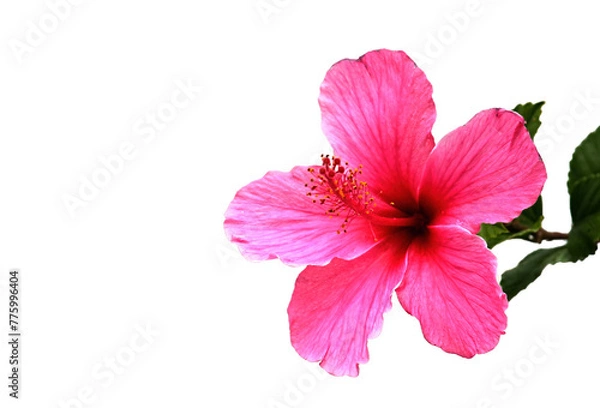 Fototapeta Bright pink hibiscus on a white background