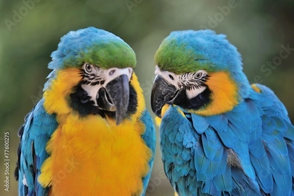 Fototapeta ルリコンゴウインコ