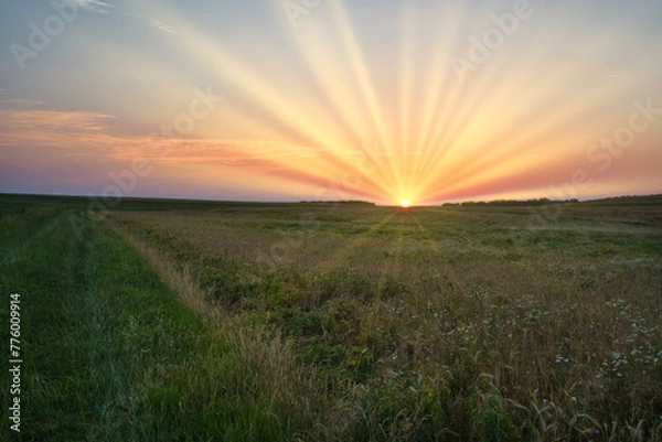 Fototapeta Untergehende Sonne über einer Sommerwiese
