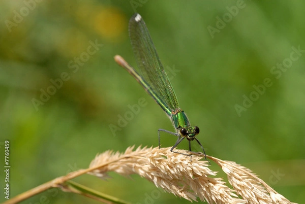 Fototapeta Libélula