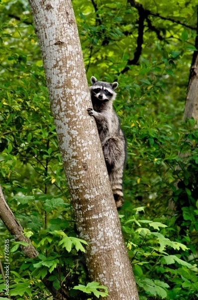 Fototapeta Young Raccoon stairs out while climbing down a tree