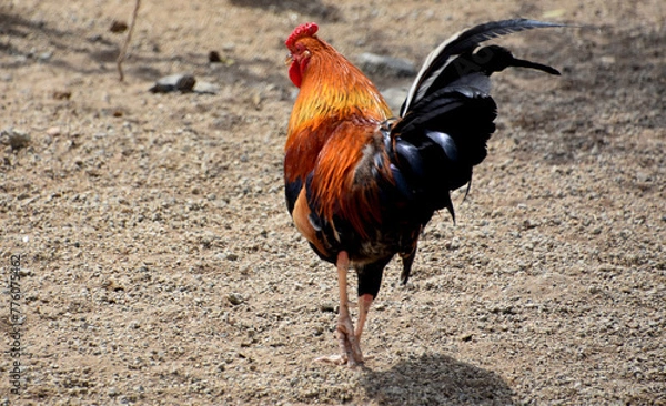 Fototapeta Red Crown Rooster Walking Away in a Baryard