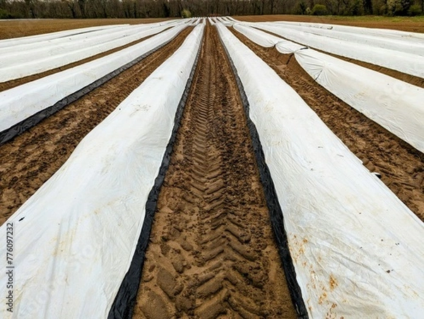 Obraz Asparagus field covered with plastic foil to warm the plants and foster growth 