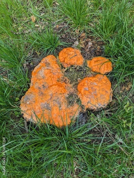 Obraz Fungus on a freshly cut tree 