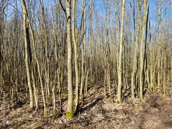 Obraz Young winter forest in sunny weather. Trees on the background of the blue sky.