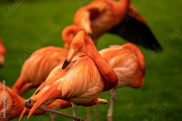 Fototapeta Flamigo