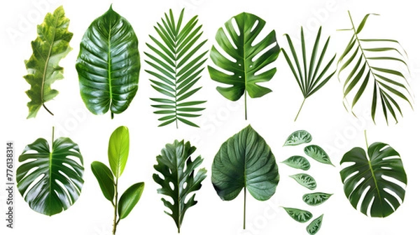 Fototapeta Exotic flora and vegetation of rainforests and jungles, isolated tropical leaves. Set of banana and palmetto, palm and monstera branches