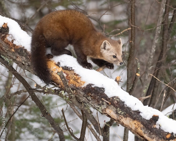 Obraz Pine Marten