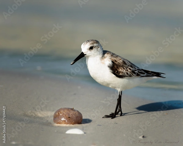 Obraz Sanderling