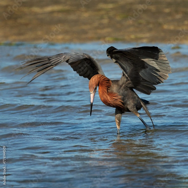 Obraz Reddish Egret