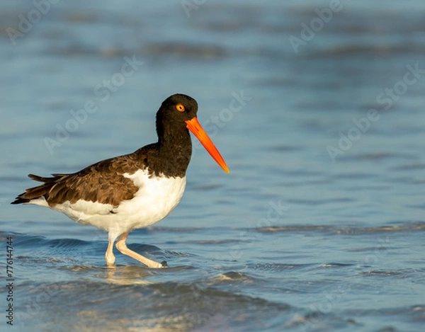 Obraz Oyster Catcher