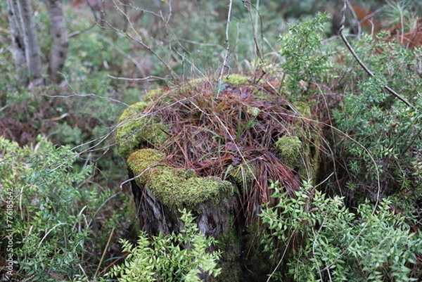 Fototapeta moss on the tree