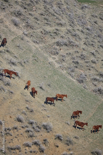 Fototapeta Livestock on free range. Herd of horses grazing freely, going down the hillside. Mountain slope. Organic farm, graze animal farming, agriculture. horse, view from above