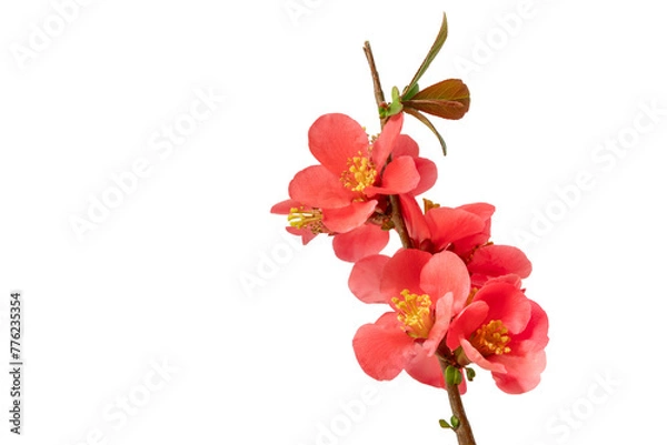 Obraz Blüte der Zierquitte (Chaenomeles), freigestellt