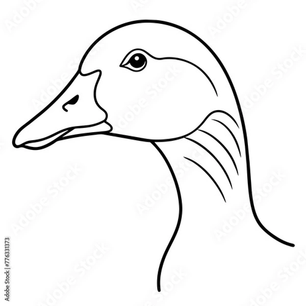 Fototapeta duck isolated on white