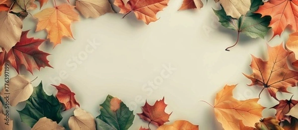 Fototapeta A close up of a group of leaves arranged in a circle