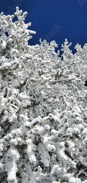 Fototapeta snow covered pine tree