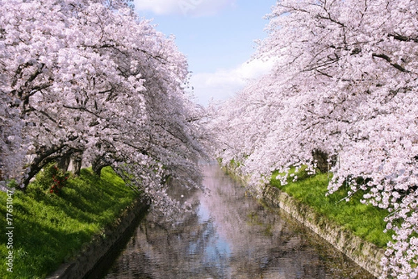 Obraz 五条川の桜
