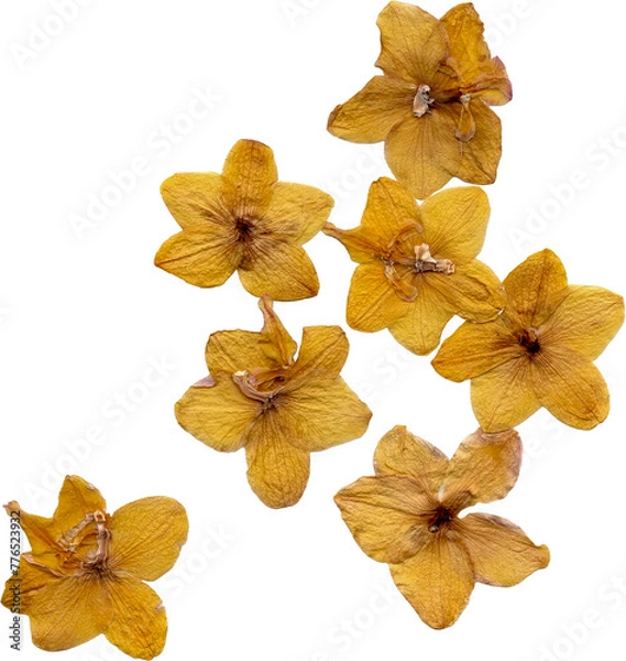 Obraz pressed dried flowers isolated