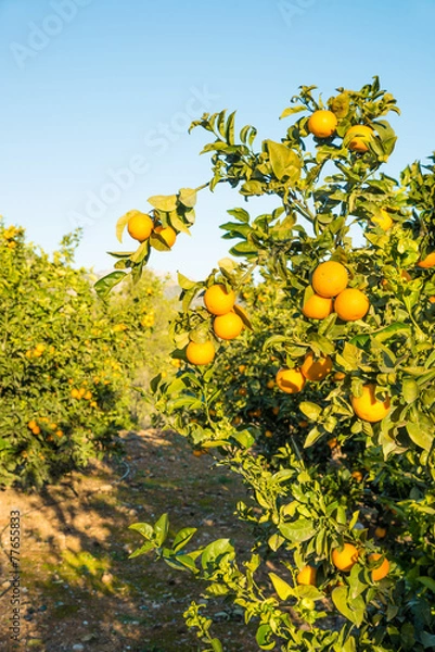 Fototapeta Orange field