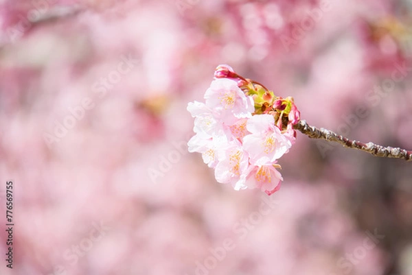 Obraz 旧仲川水辺公園の河津桜