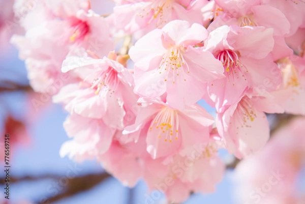 Obraz 旧仲川水辺公園の河津桜