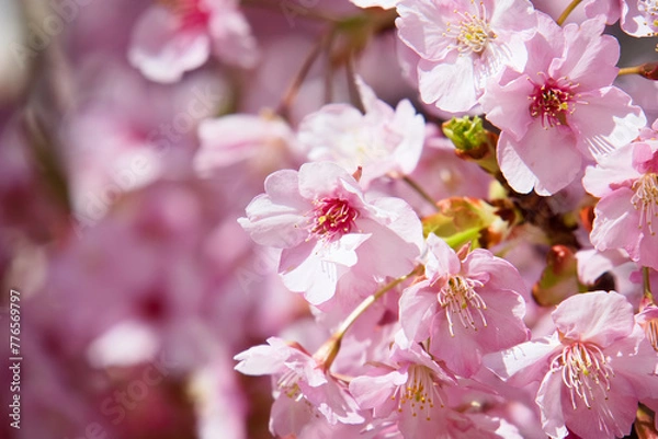 Obraz 旧仲川水辺公園の河津桜