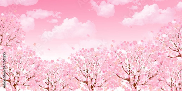Fototapeta 桜　空　背景