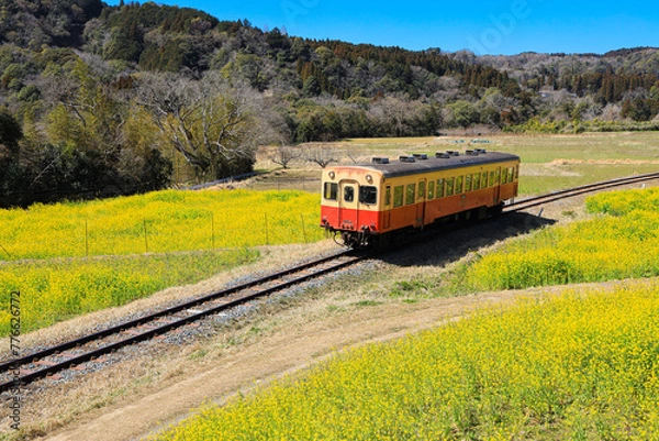 Obraz 【千葉県市原市】小湊鉄道と菜の花畑の青空風景
