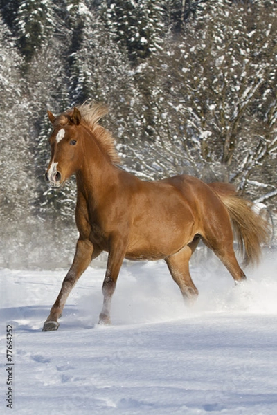 Fototapeta Araber im Schnee