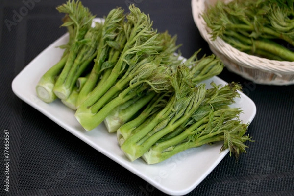 Fototapeta 참나무 두릅