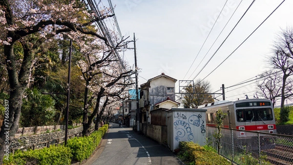 Fototapeta サクラの花と電車