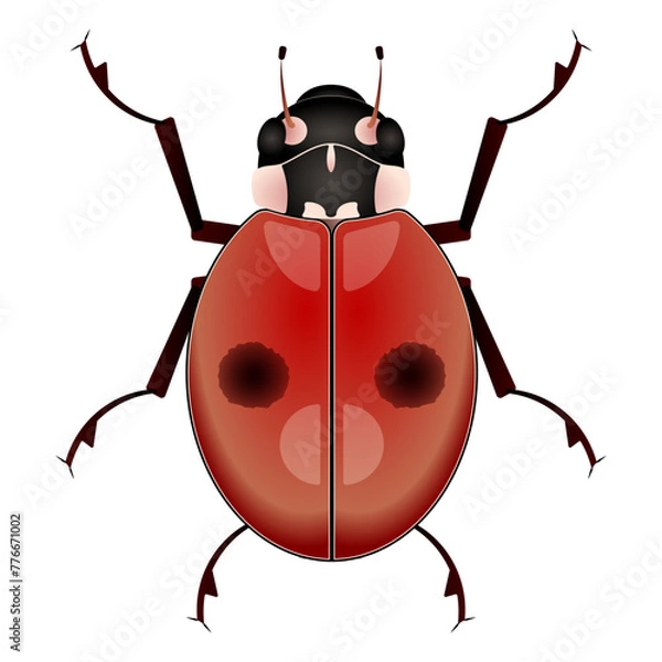 Obraz Adalia bipunctata