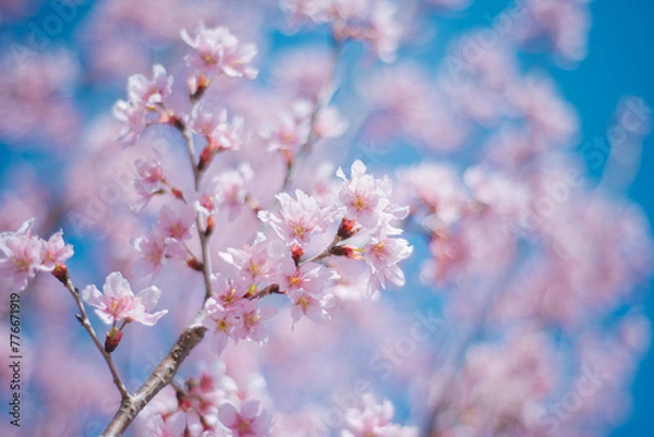 Fototapeta 満開の桜