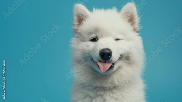 Obraz Portrait of Happy smiling Samoyed Dog give a wink  isolated on Blue background, front view, copy space, funny cute pet portrait.
