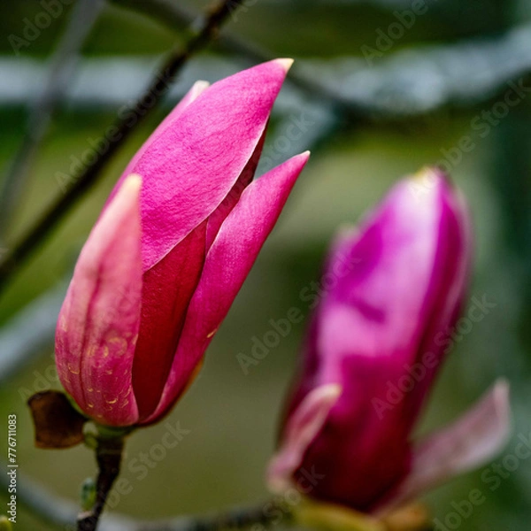Fototapeta 桜咲き春探し