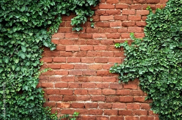 Fototapeta Old brick wall covered in ivy