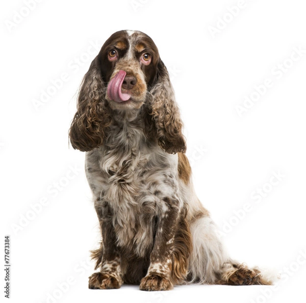 Obraz English cocker spaniel