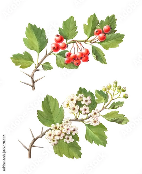Obraz Hawthorn Hand Drawn Pencil Illustration Isolated on White with Clipping Path