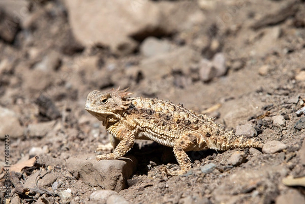 Obraz Horned Liard (horned Toad) in Arizona Desert