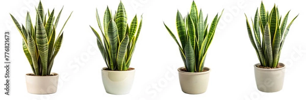 Fototapeta set of snake plant in pot - ornamental plants, indoor decorative plants isolated on transparent background
