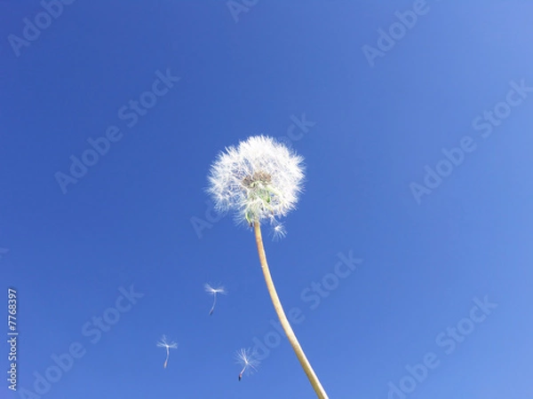 Fototapeta Dandelion seeds floating on blue sky … Wishes