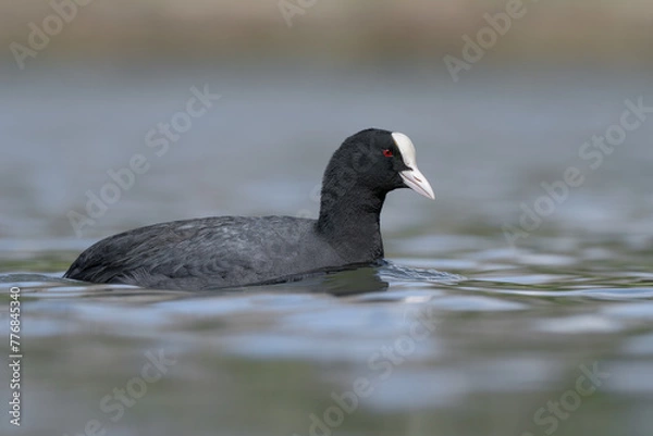 Obraz Low angle coot swimming