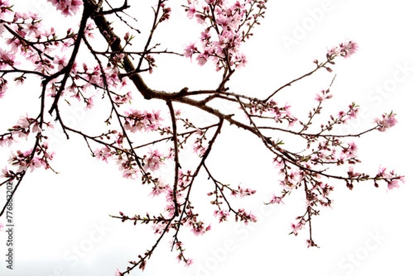 Obraz peach blossom in bloom