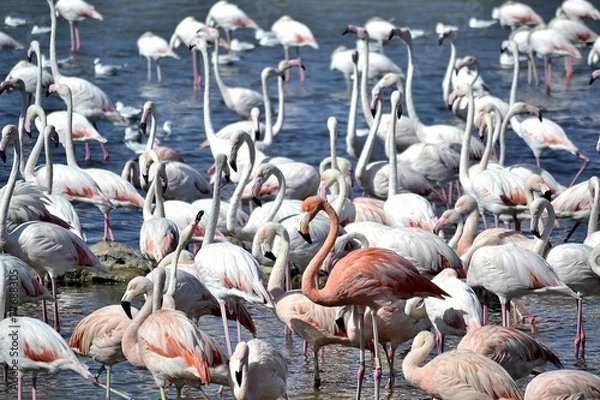 Fototapeta Flamingo3